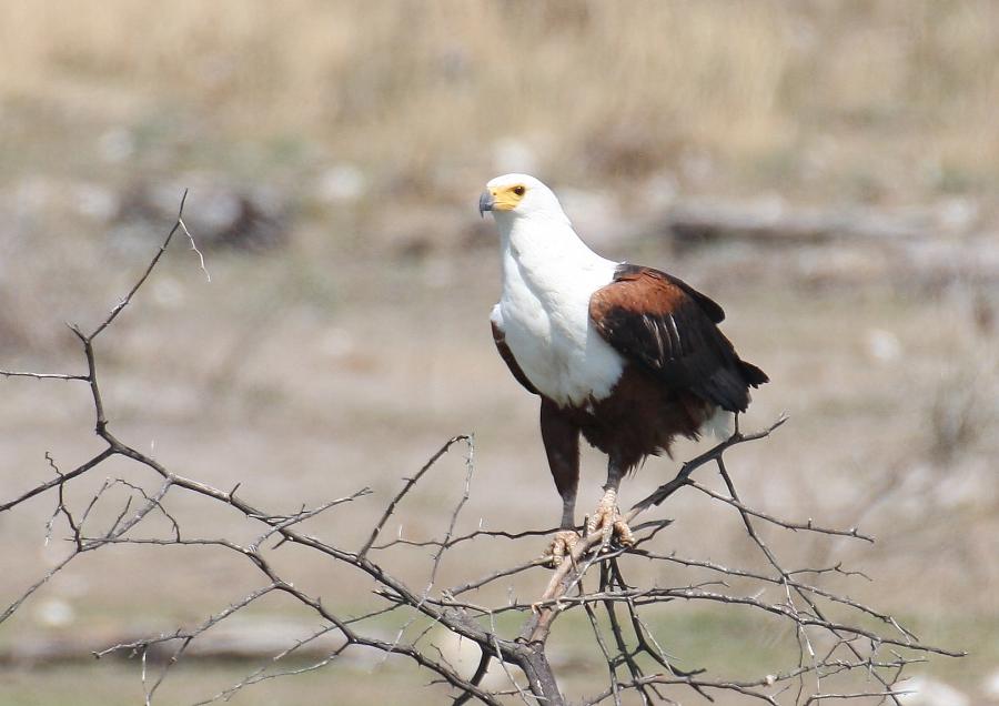 African Fish Eagle.JPG